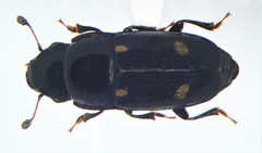 Glischrochilus siepmanni