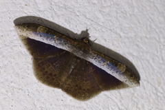 Hemeroblemma schausiana