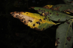 Pileolaria terebinthi