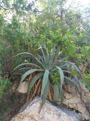 Agave aurea