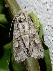 Meganephria bimaculosa