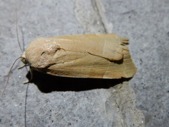Noctua fimbriata
