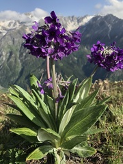 Primula macrophylla