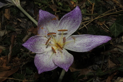 Colchicum bivonae