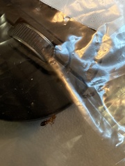 Camponotus decipiens