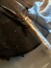 Camponotus decipiens