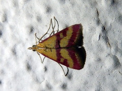 Pyrausta sanguinalis