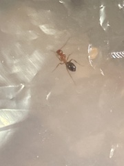 Camponotus decipiens