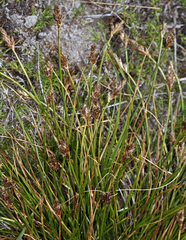Carex praeceptorum