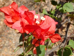 Bougainvillea