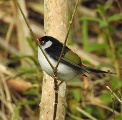 Ilicura militaris