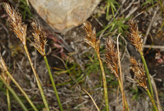 Carex praeceptorum