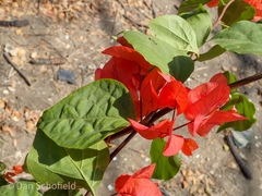 Bougainvillea