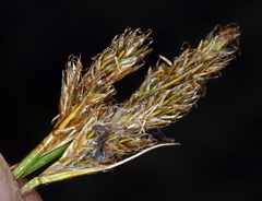 Carex praeceptorum