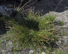 Carex praeceptorum