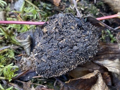 Stilbella fimetaria
