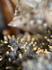 Stilbella fimetaria
