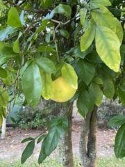Citrus trifoliata