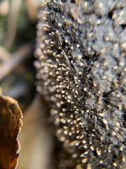 Stilbella fimetaria
