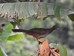 Ortalis squamata