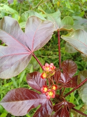 Jatropha gossypiifolia