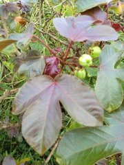 Jatropha gossypiifolia