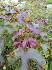 Jatropha gossypiifolia