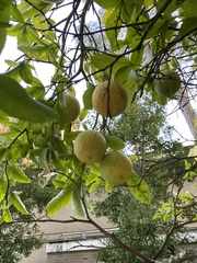 Citrus trifoliata