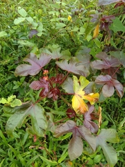 Jatropha gossypiifolia