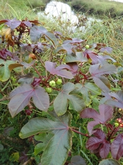Jatropha gossypiifolia
