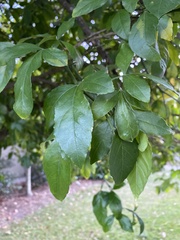 Citrus trifoliata