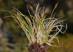 Carex praeceptorum