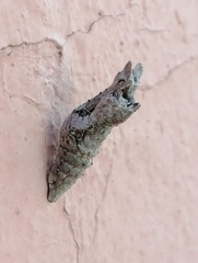 Papilio multicaudata multicaudata