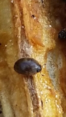 Amphicrossus ciliatus