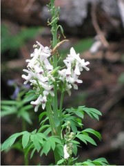 Corydalis caseana