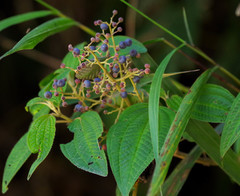 Miconieae