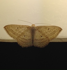 Scopula oppilata