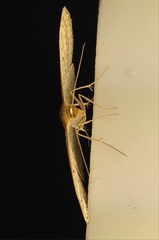 Scopula oppilata