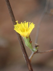Pilosella arguta