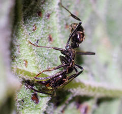 Neoponera aenescens