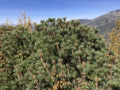 Pinus culminicola