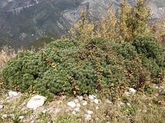 Pinus culminicola