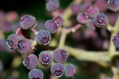 Miconieae