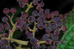 Miconieae