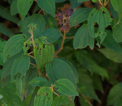Miconieae