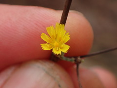 Pilosella arguta