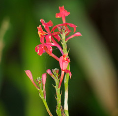 Epidendrum cochlidium