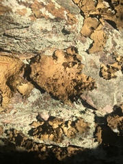 Lasallia pensylvanica