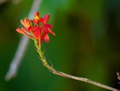 Epidendrum cochlidium