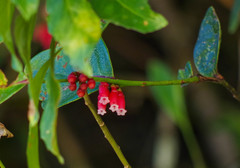 Macleania coccoloboides